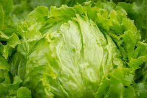 propiedades de la lechuga
